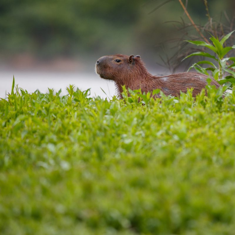 capybara-nature-habitat-northern-pantanal