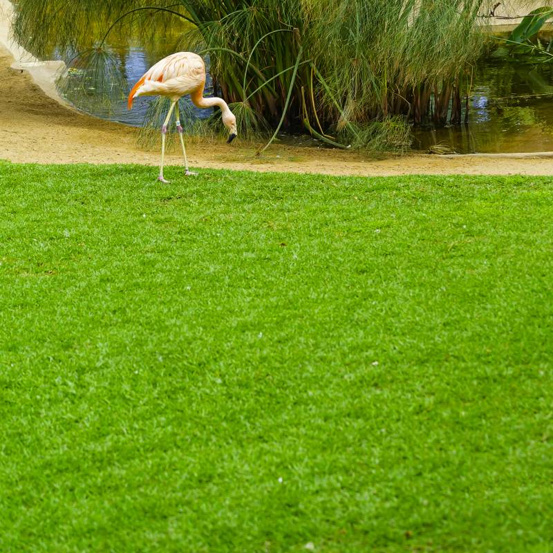 Beautiful flamingo on the grass in the park